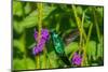 Trinidad. Blue-chinned sapphire hummingbird feeding on vervain flower.-Jaynes Gallery-Mounted Photographic Print