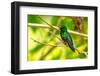 Trinidad. Blue-chinned sapphire hummingbird in Yerette refuge.-Jaynes Gallery-Framed Photographic Print