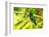 Trinidad. Blue-chinned sapphire hummingbird in Yerette refuge.-Jaynes Gallery-Framed Photographic Print