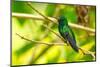 Trinidad. Blue-chinned sapphire hummingbird in Yerette refuge.-Jaynes Gallery-Mounted Photographic Print