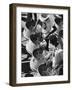 Trinidad Carnival Band-null-Framed Photographic Print