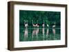 Trinidad, Caroni Swamp. American flamingos feeding.-Jaynes Gallery-Framed Photographic Print