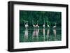 Trinidad, Caroni Swamp. American flamingos feeding.-Jaynes Gallery-Framed Photographic Print