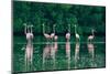 Trinidad, Caroni Swamp. American flamingos feeding.-Jaynes Gallery-Mounted Photographic Print