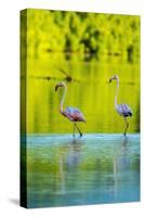 Trinidad, Caroni Swamp. American flamingos in swamp.-Jaynes Gallery-Stretched Canvas