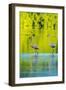 Trinidad, Caroni Swamp. American flamingos in swamp.-Jaynes Gallery-Framed Photographic Print