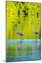 Trinidad, Caroni Swamp. American flamingos in swamp.-Jaynes Gallery-Mounted Photographic Print