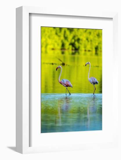 Trinidad, Caroni Swamp. American flamingos in swamp.-Jaynes Gallery-Framed Photographic Print