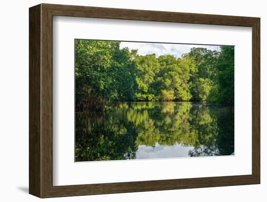 Trinidad, Caroni Swamp. Landscape with swamp and mangrove trees.-Jaynes Gallery-Framed Photographic Print