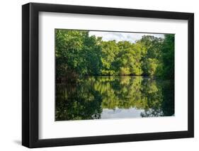 Trinidad, Caroni Swamp. Landscape with swamp and mangrove trees.-Jaynes Gallery-Framed Photographic Print