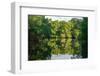 Trinidad, Caroni Swamp. Landscape with swamp and mangrove trees.-Jaynes Gallery-Framed Photographic Print