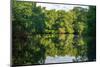 Trinidad, Caroni Swamp. Landscape with swamp and mangrove trees.-Jaynes Gallery-Mounted Photographic Print