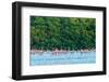 Trinidad, Caroni Swamp. Scarlet ibis birds flying over American flamingos.-Jaynes Gallery-Framed Photographic Print