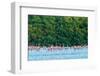 Trinidad, Caroni Swamp. Scarlet ibis birds flying over American flamingos.-Jaynes Gallery-Framed Photographic Print