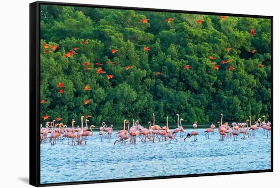 Trinidad, Caroni Swamp. Scarlet ibis birds flying over American flamingos.-Jaynes Gallery-Framed Stretched Canvas