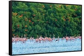 Trinidad, Caroni Swamp. Scarlet ibis birds flying over American flamingos.-Jaynes Gallery-Framed Stretched Canvas