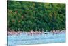 Trinidad, Caroni Swamp. Scarlet ibis birds flying over American flamingos.-Jaynes Gallery-Stretched Canvas