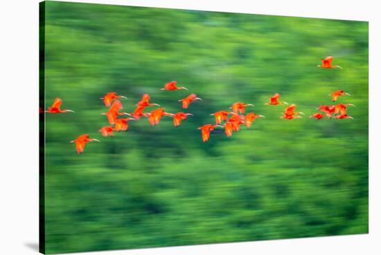 Trinidad, Caroni Swamp. Scarlet ibis birds in flight.-Jaynes Gallery-Stretched Canvas