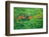 Trinidad, Caroni Swamp. Scarlet ibis birds in flight.-Jaynes Gallery-Framed Photographic Print