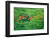 Trinidad, Caroni Swamp. Scarlet ibis birds in flight.-Jaynes Gallery-Framed Photographic Print