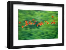 Trinidad, Caroni Swamp. Scarlet ibis birds in flight.-Jaynes Gallery-Framed Photographic Print