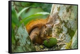 Trinidad. Close-up of red-tailed squirrel in tree eating fruit.-Jaynes Gallery-Framed Stretched Canvas