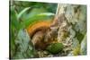 Trinidad. Close-up of red-tailed squirrel in tree eating fruit.-Jaynes Gallery-Stretched Canvas
