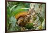 Trinidad. Close-up of red-tailed squirrel in tree eating fruit.-Jaynes Gallery-Framed Photographic Print