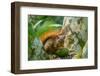 Trinidad. Close-up of red-tailed squirrel in tree eating fruit.-Jaynes Gallery-Framed Photographic Print