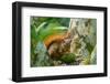 Trinidad. Close-up of red-tailed squirrel in tree eating fruit.-Jaynes Gallery-Framed Photographic Print