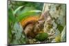 Trinidad. Close-up of red-tailed squirrel in tree eating fruit.-Jaynes Gallery-Mounted Photographic Print