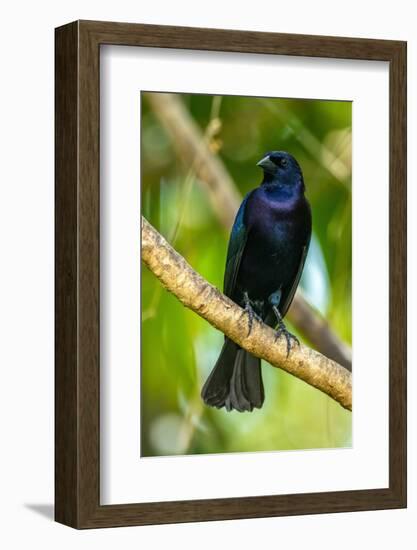 Trinidad. Close-up of shiny cowbird on limb.-Jaynes Gallery-Framed Photographic Print