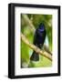 Trinidad. Close-up of shiny cowbird on limb.-Jaynes Gallery-Framed Photographic Print