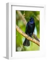 Trinidad. Close-up of shiny cowbird on limb.-Jaynes Gallery-Framed Photographic Print