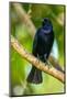 Trinidad. Close-up of shiny cowbird on limb.-Jaynes Gallery-Mounted Photographic Print
