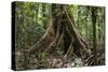 Trinidad. Close-Up of Tree Trunk at Asa Wright Nature Centre-Alida Latham-Stretched Canvas