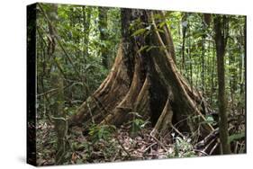 Trinidad. Close-Up of Tree Trunk at Asa Wright Nature Centre-Alida Latham-Stretched Canvas