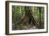 Trinidad. Close-Up of Tree Trunk at Asa Wright Nature Centre-Alida Latham-Framed Photographic Print