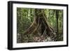 Trinidad. Close-Up of Tree Trunk at Asa Wright Nature Centre-Alida Latham-Framed Photographic Print