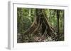 Trinidad. Close-Up of Tree Trunk at Asa Wright Nature Centre-Alida Latham-Framed Photographic Print