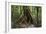 Trinidad. Close-Up of Tree Trunk at Asa Wright Nature Centre-Alida Latham-Framed Photographic Print