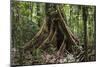 Trinidad. Close-Up of Tree Trunk at Asa Wright Nature Centre-Alida Latham-Mounted Photographic Print
