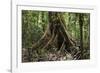 Trinidad. Close-Up of Tree Trunk at Asa Wright Nature Centre-Alida Latham-Framed Photographic Print