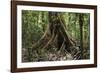 Trinidad. Close-Up of Tree Trunk at Asa Wright Nature Centre-Alida Latham-Framed Photographic Print