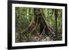 Trinidad. Close-Up of Tree Trunk at Asa Wright Nature Centre-Alida Latham-Framed Photographic Print