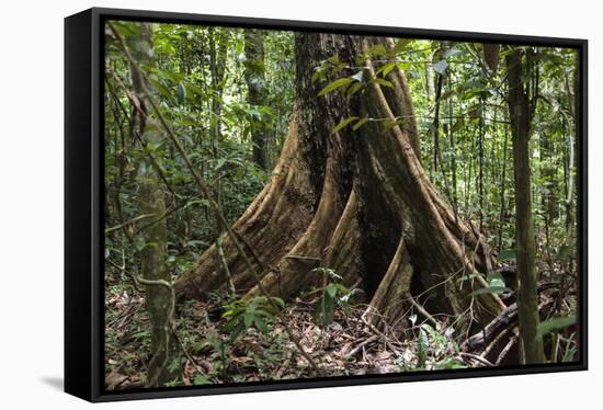 Trinidad. Close-Up of Tree Trunk at Asa Wright Nature Centre-Alida Latham-Framed Stretched Canvas