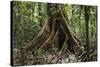 Trinidad. Close-Up of Tree Trunk at Asa Wright Nature Centre-Alida Latham-Stretched Canvas