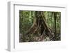 Trinidad. Close-Up of Tree Trunk at Asa Wright Nature Centre-Alida Latham-Framed Photographic Print