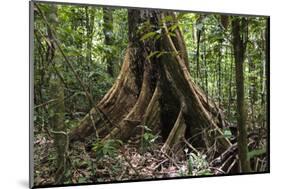 Trinidad. Close-Up of Tree Trunk at Asa Wright Nature Centre-Alida Latham-Mounted Photographic Print