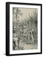 Trinidad Coolies at Work in a Cane-Field-Walter Stanley Paget-Framed Giclee Print